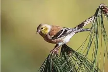  ?? Kathy Adams Clark / Contributo­r ?? American goldfinche­s have descended on our backyards as if to ring in the new year.