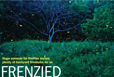  ?? MIKE DE SISTI / MILWAUKEE JOURNAL SENTINEL ?? A composite of multiple images shows the mass of fireflies lighting up the night at the Schlitz Audubon Nature Center in Bayside. It’s a huge year for fireflies in much of Wisconsin thanks to very wet conditions that boosted the number of larvae...