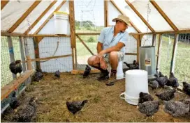  ?? STAFF PHOTO BY DOUG STRICKLAND ?? Robert Temple sits in a portable chicken house called a chicken tractor on the farm he runs with his wife, Jessie Gantt-Temple, in Soddy-Daisy. The farm rotates where their chickens are housed to help maintain sanitary conditions and prevent growth of infectious bacteria such as salmonella.