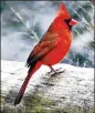  ?? CHARLES SEABROOK FOR THE ATLANTA JOURNAL-CONSTITUTI­ON ?? The bright red male Northern cardinal is one of the most popular images depicted in Christmas greeting cards.