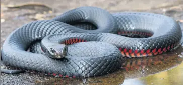  ?? Spring fling: ?? The red-bellied black snake is one of the native species emerging from winter hibernatio­n.