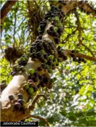  ??  ?? Jaboticaba Cauliflora