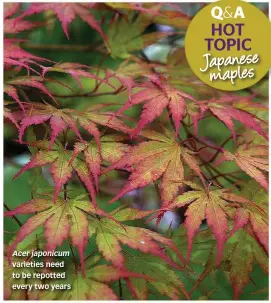  ??  ?? Acer japonicum varieties need to be repotted every two years