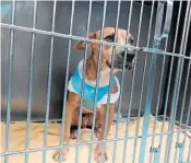  ?? JOE CAVARETTA/SOUTH FLORIDA SUN SENTINEL ?? Sarge waits Sunday in his new kennel at the Humane Society of Broward County. Sarge was among nearly 50 shelter dogs and cats transporte­d out of Louisiana before the arrival of Hurricane Ida.