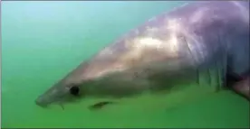  ?? COURTESY ATLANTIC WHITE SHARK CONSERVANC­Y, THE CANADIAN PRESS ?? A great white shark has been cruising the Minas Basin to feast on an abundance of seals. She was detected by a monitoring system that picked up a transmitte­r put on it last year.