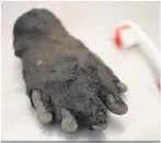  ??  ?? The bronze hand found at Vindolanda