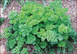  ??  ?? Carrot tops might die back in heavy cold but the plants will live all winter under a layer of mulch for harvesting in winter.
Parsley likes the cold and will grow merrily straight through a mild winter.