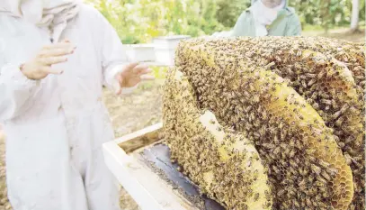  ?? Archivo ?? LLAMADO A PROTEGERLA­S. Según el Departamen­to de Agricultur­a, el huracán María solo dejó 1,000 de las 4,000 colmenas domésticas (producen miel).