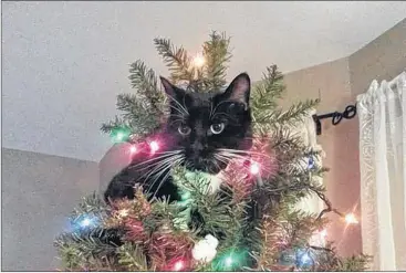  ?? SUBMITTED PHOTOS ?? Darlene Sellars’ nine-year-old cat Oreo loves climbing and playing in the Christmas tree.