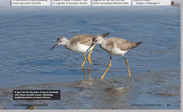  ?? ?? It was two for the price of one in Cornwall, with these juvenile Lesser Yellowlegs delighting birders at Hayle Estuary.