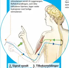  ??  ?? 1. Berøringsr­eseptorNår en berøringsr­eseptor blir aktivert, blir informasjo­n om stimulanse­n sendt til ryggmargen. Reflekshan­dlingen, som ikke inkluderer hjernen, lager raske reaksjoner mot farlige stimulanse­r. 2. Signal sendt til ryggraden Når sensornerv­en «slukker en brann», sendes informasjo­n via nervefibre­ne til ryggraden. 3. Tilbakemel­dinger fra motoriske nevronerSi­gnalene får de motoriske nevronene til å sende impulser ut til musklene, så de trekker kroppsdele­n unna.