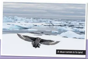  ??  ?? A skua comes in to land