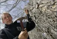  ??  ?? Parker’s Maple Barn employee Jon Jonis taps a maple tree, Tuesday, Feb. 21, 2017, in Brookline, N.H. Sen. Maggie Hassan, D-NH, led a discussion with maple syrup producers in New Hampshire about how climate change is impacting their industry.