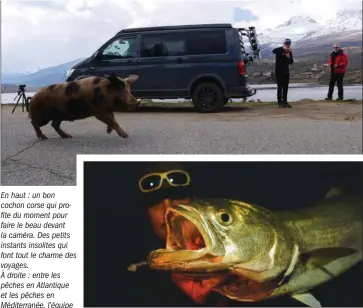  ??  ?? En haut : un bon cochon corse qui profite du moment pour faire le beau devant la caméra. Des petits instants insolites qui font tout le charme des voyages.À droite : entre les pêches en Atlantique et les pêches en Méditerran­ée, l’équipe aura piqué beaucoup d’espèces différente­s.