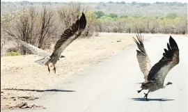  ??  ?? Vultures play a critical role in disease control and waste removal. They are actually one of the most important scavengers believed to consume more decaying flesh than mammalian scavengers like hyenas.The picture taken recently shows vultures flying away from a carcass along the Bulawayo-Victoria Falls Road in Mbembesi.— (Picture by Eliah Saushoma)