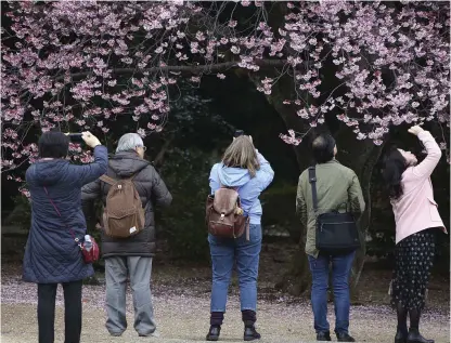  ?? FOTO: AP PHOTO/KOJI SASAHARA ?? Besökare fascineras av körsbärsbl­omningen i nationalpa­rken Shinjuku Gyoen i Tokyo.