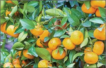  ??  ?? Talking point: Orange trees are pretty and fragrant, but need protection in the winter