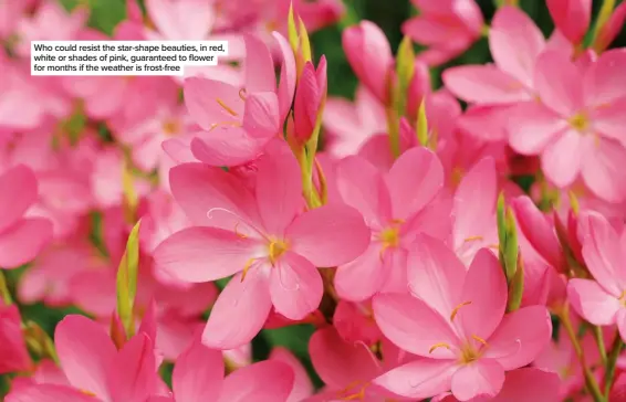  ??  ?? Who could resist the star-shape beauties, in red, white or shades of pink, guaranteed to flower for months if the weather is frost-free