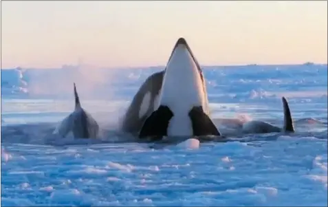  ?? STÉPHANE LACASSE/ YOUTUBE ?? Killer whales trapped under sea ice near Inukjuak, on the coast of Hudson Bay, must take turns breathing through a small breach in the ice.