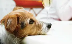  ?? Foto: adobe.stock.com ?? Hunde reagieren an Silvester oft besonders empfindlic­h.