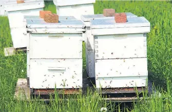  ??  ?? La location de ruches représente­rait plus de 50 % des revenus pour la majorité des apiculteur­s.