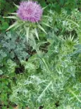  ??  ?? TONIC: Milk Thistle is used as a natural treatment for liver problems and high cholestero­l