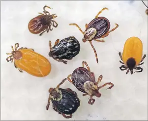  ?? $1 "1ű#&/ ("37&3 5)& #&3,4)*3& &"(-& ?? Ticks collected by South Street Veterinary Services in Pittsfield, Mass., are shown in a Monday, May 15, 2017 file photo. The University of Guelph is opening a research lab dedicated to improving testing and treatment for Lyme disease, a tick-borne...