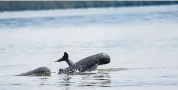  ?? (Photo courtesy of Shavez Cheema). ?? Confirmed sighting: A small pod of Irrawaddy dolphins seen in Tawau coastal waters.