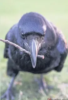  ??  ?? Pictured is Bradgate Park’s cheeky raven. Image courtesy of Kirsty Yeomans.