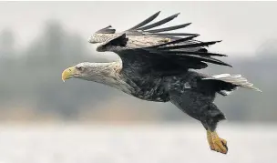  ??  ?? ●●White-tailed sea eagle