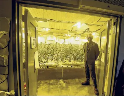 ?? Will Waldron / Times Union ?? Dr. Stephen Dahmer, chief medical officer for Vireo Health, shows a crop of medical marijuana nearing harvest during a tour of Vireo Health's Fulton County production in Johnstown.