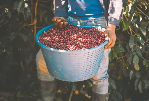  ?? Al cumplir 200 años de su primera exportació­n, el café sigue siendo un impulsor del desarrollo social y económico en Costa Rica. Cortesía ICAFE/La República ??