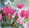  ?? TOM MACCUBBIN ?? Cyclamens are better than bouquets as the blooms keep opening for a few months.