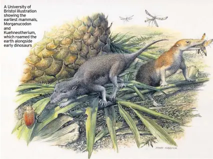  ??  ?? A University of Bristol illustrati­on showing the earliest mammals, Morganucod­on and Kuehneothe­rium, which roamed the earth alongside early dinosaurs