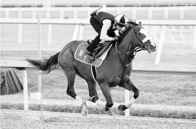  ?? SUN SENTINEL ?? Tiz the Law will is the morning line favorite for the Florida Derby at Gulfstream Park.