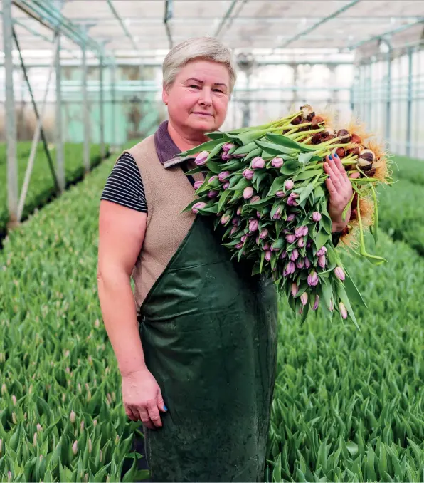  ?? ?? Rasute Petrosieme (Lithuania) harvests hydroponic­ally grown tulips