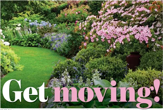  ??  ?? SPOT ON: A cornus in the right place adds impact and height to a border. Below left: Hydrangea ‘Vanille Fraise’, which is also easy to move