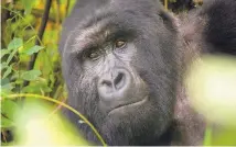  ?? KATIE FALKENBERG/TNS ?? A gorilla in the Republic of the Congo, one of the species that have declined in the past several decades, according to a World Wildlife Fund report.