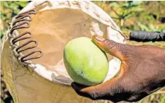  ?? G. GRIMOLDI/GEBANA ?? Gebana bezieht Mangos von Bauern aus Burkina Faso.