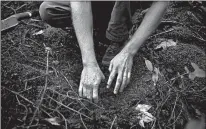  ?? PATRICK SEMANSKY/AP ?? Michael French and colleagues at Green Forests Work are collaborat­ing with the U.S. Forest Service to restore native Appalachia­n forests.