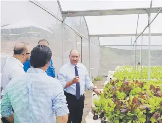  ?? Suministra­da ?? El secretario de Agricultur­a, Carlos Flores, muestra parte del cultivo hidropónic­o de la finca Cartinami, de Lares, donde se llevó a cabo el anuncio.