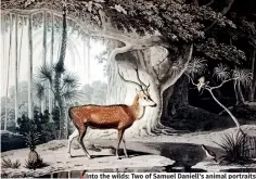  ?? ?? Into the wilds: Two of Samuel Daniell's animal portraits