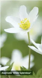 ??  ?? Anemone ‘White Splendour’