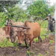  ?? FOTO: DPA ?? Kühe mit Wasserbock-Parfum, ohne Schlafkran­kheit.