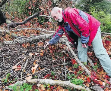  ?? NICK PROCAYLO/PNG ?? Environmen­talist David Hancock is concerned a tree that used to house an eagle nest won’t be replaced and would be “terrible precedent to set.Č