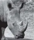  ??  ?? Rhinos in Africa are killed for their horns by poachers. Associated Press file