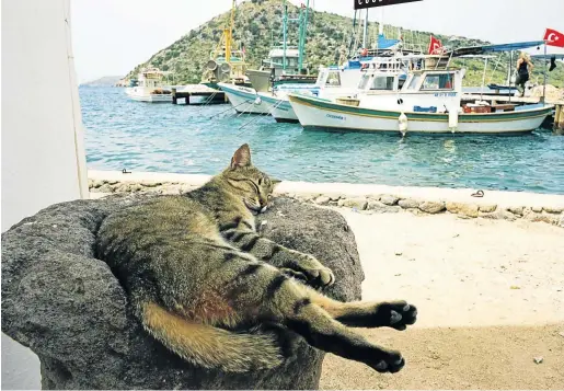  ?? Picture: Sunday Times ?? SLEEPYTIME’S OVER A cat dozes in a Roman relic in the old port of Gümüslük, Turkey, which is enjoying a tourism revival.