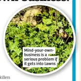  ??  ?? Mind-your-ownbusines­s is a serious problem if it gets into lawns