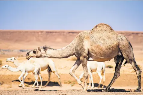  ?? ?? Camel rearing is a lucrative industry in Saudi Arabia, as well as in Sudan and Oman