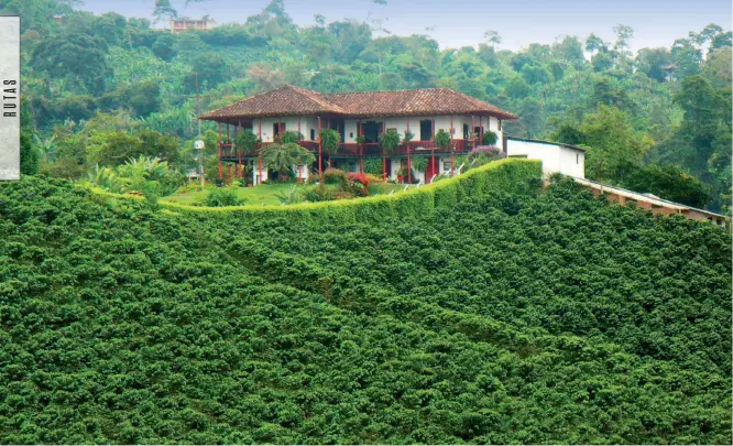  ??  ?? El Eje Cafetero es un territorio montañoso con una topografía difícil, pero ideal para el cultivo del café.